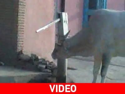 Αγελάδα χρησιμοποιεί αντλία χειρός για να πιει νερό